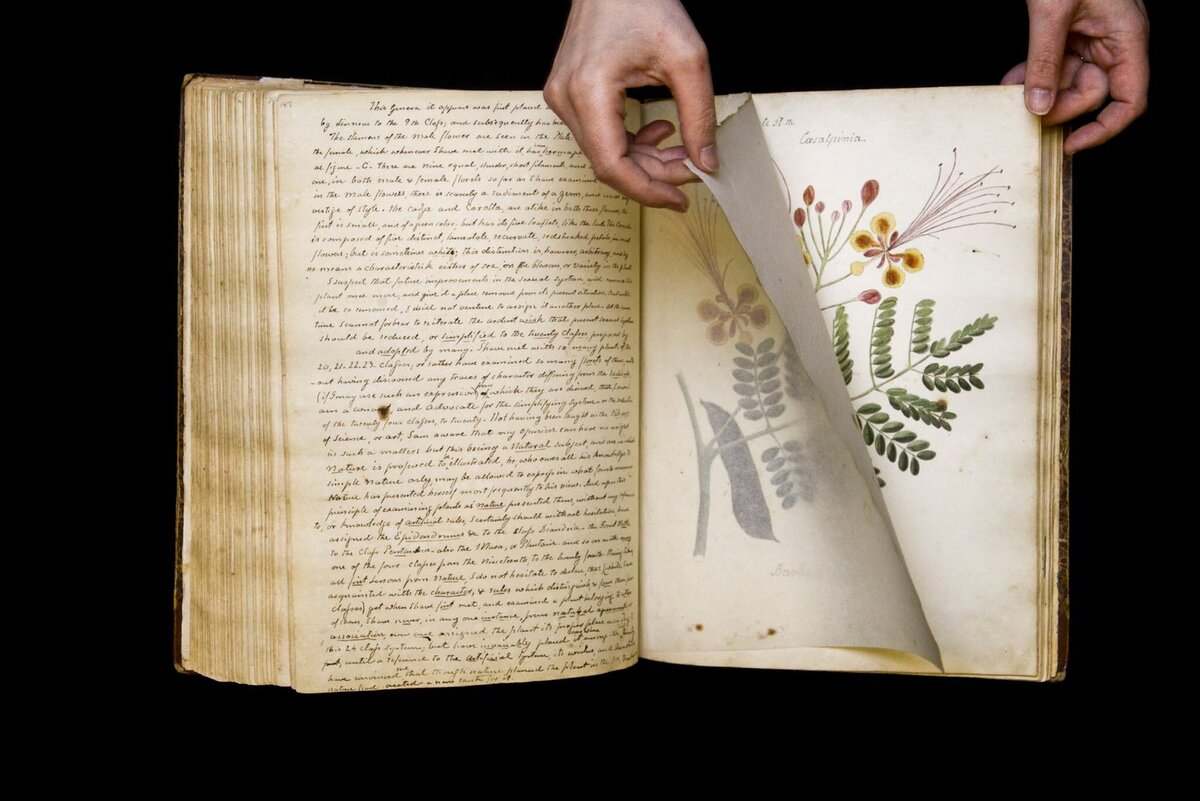 Manuscritos Antigos com Ilustrações Botânicas